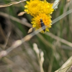 Dasytinae (subfamily) (Soft-winged flower beetle) at Jerrabomberra Grassland - 1 Mar 2024 by MaryLyons
