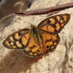 Heteronympha penelope (Shouldered Brown) at Cotter River, ACT - 12 Mar 2024 by JohnBundock