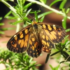 Unidentified Nymph (Nymphalidae) at Cotter River, ACT - 11 Mar 2024 by JohnBundock