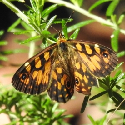 Oreixenica orichora at Cotter River, ACT - 11 Mar 2024 by JohnBundock