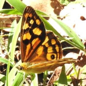 Heteronympha paradelpha at Namadgi National Park - 12 Mar 2024 12:32 PM