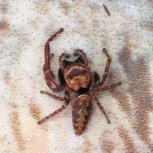 Opisthoncus nigrofemoratus at Bungonia State Conservation Area - 8 Feb 2024