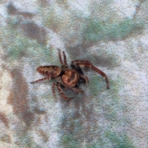 Opisthoncus nigrofemoratus at Bungonia State Conservation Area - 8 Feb 2024