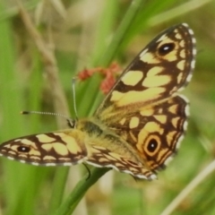 Oreixenica lathoniella (Silver Xenica) at Namadgi National Park - 12 Mar 2024 by JohnBundock