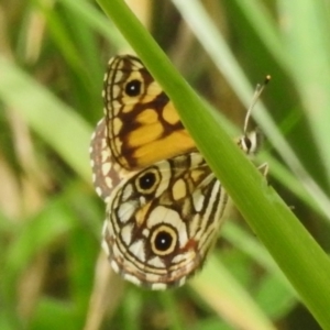 Oreixenica lathoniella at Namadgi National Park - 12 Mar 2024