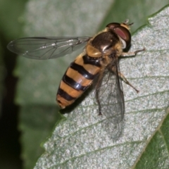 Eupeodes (Macrosyrphus) confrater (Hover fly) at Higgins, ACT - 11 Mar 2024 by AlisonMilton