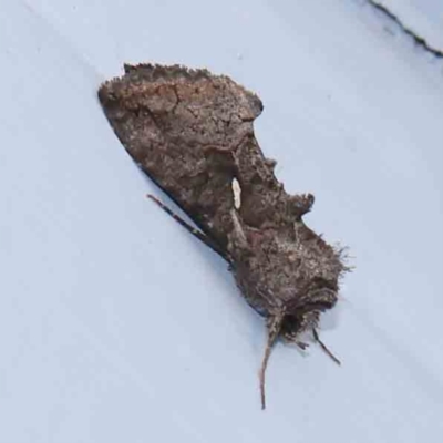 Ctenoplusia near albostriata (A Noctuid moth (Plusiinae)) at Turner, ACT - 12 Mar 2024 by ConBoekel