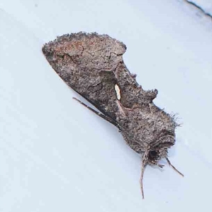 Ctenoplusia near albostriata at Turner, ACT - 12 Mar 2024 08:48 PM