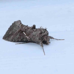 Ctenoplusia near albostriata at Turner, ACT - 12 Mar 2024