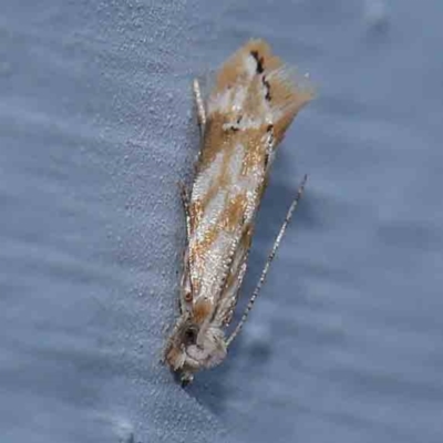 Dryadaula anthracorma (A Clothes moth (Dryadaulinae, Tineidae) at Turner, ACT - 11 Mar 2024 by ConBoekel