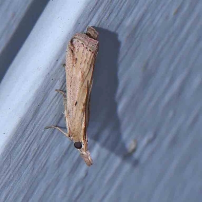 Faveria tritalis (Couchgrass Webworm) at Turner, ACT - 11 Mar 2024 by ConBoekel