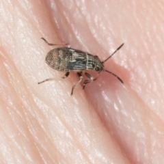 Nyssus sp. (genus) (Swift spiders) at Scullin, ACT - 3 Mar 2024 by AlisonMilton