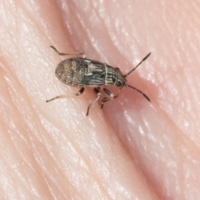 Nyssus sp. (genus) (Swift spiders) at Scullin, ACT - 3 Mar 2024 by AlisonMilton