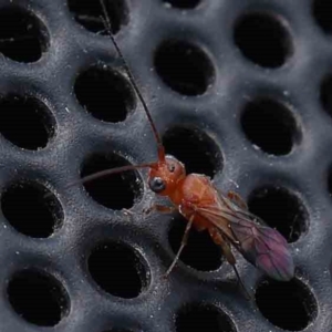 Apocrita (suborder) at Turner, ACT - 12 Mar 2024 09:17 PM