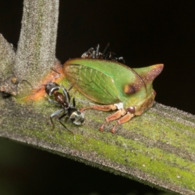 Sextius virescens (Acacia horned treehopper) at Higgins, ACT - 4 Mar 2024 by AlisonMilton