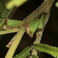 Sextius virescens at Higgins, ACT - 4 Mar 2024