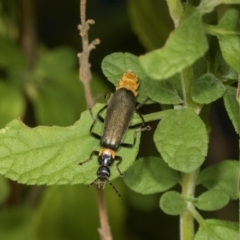 Chauliognathus lugubris (Plague Soldier Beetle) at Higgins, ACT - 4 Mar 2024 by AlisonMilton