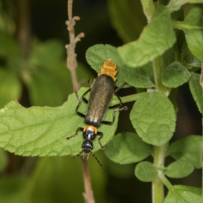 Chauliognathus lugubris (Plague Soldier Beetle) at Higgins, ACT - 3 Mar 2024 by AlisonMilton