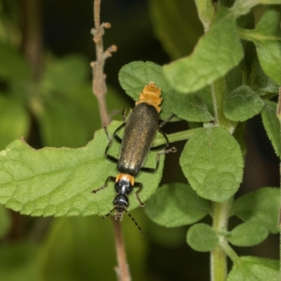 Chauliognathus lugubris (Plague Soldier Beetle) at Higgins, ACT - 4 Mar 2024 by AlisonMilton