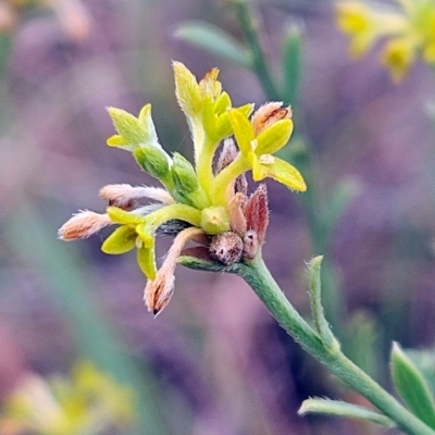 Pimelea curviflora var. sericea (Curved Riceflower) at The Pinnacle - 12 Mar 2024 by sangio7