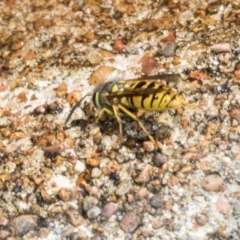 Vespula germanica (German Yellowjacket Wasp (also known as European Wasp)) at Higgins, ACT - 4 Mar 2024 by AlisonMilton