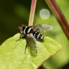 Trigonospila sp. (genus) (A Bristle Fly) at Higgins, ACT - 7 Mar 2024 by AlisonMilton