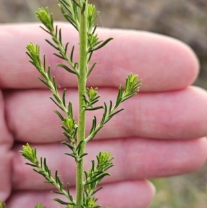 Cassinia sifton at The Pinnacle - 13 Mar 2024