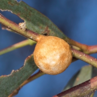 Unidentified Eucalyptus Gall at Nicholls, ACT - 12 Mar 2024 by AlisonMilton