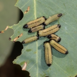 Paropsisterna cloelia at Nicholls, ACT - 12 Mar 2024 07:42 AM