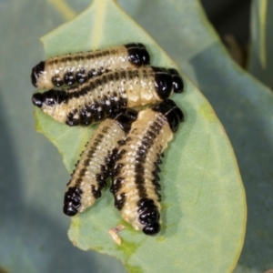 Paropsis atomaria at Nicholls, ACT - 12 Mar 2024