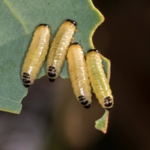 Paropsis atomaria at Nicholls, ACT - 12 Mar 2024