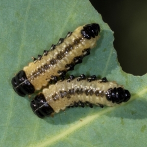 Paropsis atomaria at Nicholls, ACT - 12 Mar 2024