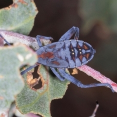 Amorbus sp. (genus) (Eucalyptus Tip bug) at Nicholls, ACT - 12 Mar 2024 by AlisonMilton