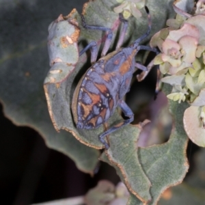 Amorbus sp. (genus) at Nicholls, ACT - 12 Mar 2024