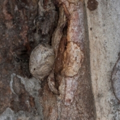 Limacodidae (family) at Nicholls, ACT - 12 Mar 2024 by AlisonMilton