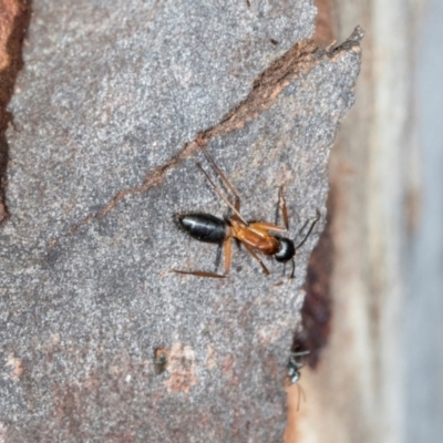 Camponotus consobrinus (Banded sugar ant) at Nicholls, ACT - 11 Mar 2024 by AlisonMilton