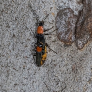 Chauliognathus tricolor at Nicholls, ACT - 12 Mar 2024