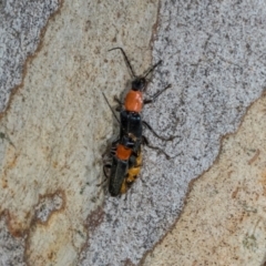 Chauliognathus tricolor at Nicholls, ACT - 12 Mar 2024