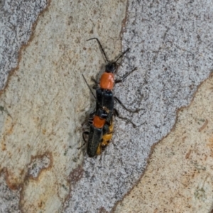 Chauliognathus tricolor at Nicholls, ACT - 12 Mar 2024 08:07 AM