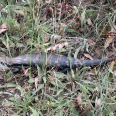 Tiliqua scincoides scincoides at Mount Majura - 13 Mar 2024