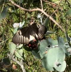 Papilio aegeus (Orchard Swallowtail, Large Citrus Butterfly) at Mount Majura - 28 Jan 2024 by Louisab