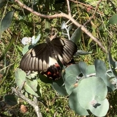 Papilio aegeus (Orchard Swallowtail, Large Citrus Butterfly) at Mount Majura - 28 Jan 2024 by Louisab