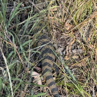 Tiliqua scincoides scincoides (Eastern Blue-tongue) at Mount Majura - 10 Mar 2024 by Louisab