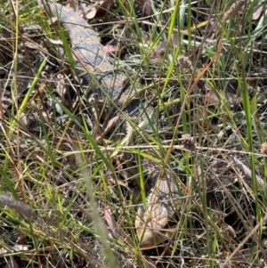 Tiliqua scincoides scincoides at Mount Majura - 10 Mar 2024 05:10 PM