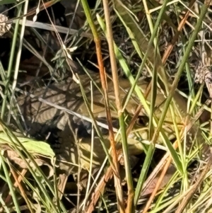 Tiliqua scincoides scincoides at Mount Majura - 10 Mar 2024 05:10 PM