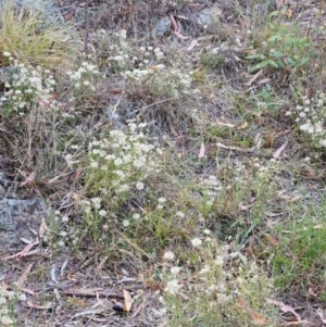 Vittadinia cuneata var. cuneata at The Pinnacle - 13 Mar 2024