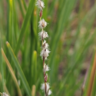 Digitaria brownii (Cotton Panic Grass) at The Pinnacle - 12 Mar 2024 by sangio7