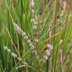 Digitaria brownii at The Pinnacle - 13 Mar 2024 09:02 AM