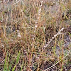 Digitaria brownii at The Pinnacle - 13 Mar 2024 09:02 AM