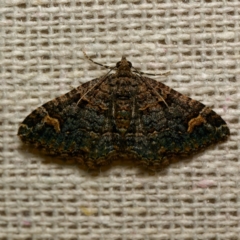 Epyaxa sodaliata (Sodaliata Moth, Clover Moth) at Harrison, ACT - 11 Mar 2024 by DPRees125